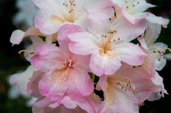 Oregon, Shore Acres State Park Rhododendron Flowers Close-Up | Obraz na stenu