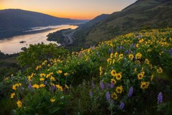 Wildflowers At Rowena Plateau,  Oregon | Obraz na stenu