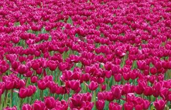 Field Of Purple Tulips In Spring, Willamette Valley, Oregon | Obraz na stenu