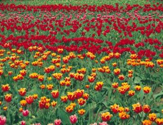 Field Of Colorful Tulips In Spring, Willamette Valley, Oregon | Obraz na stenu