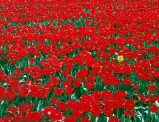 Lone Yellow Tulip Among Field Of Red Tulips, Oregon | Obraz na stenu