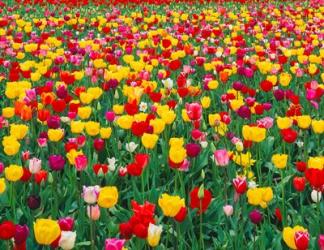 Field Of Bright Tulips In Spring, Oregon | Obraz na stenu