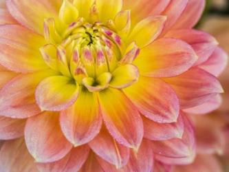 Macro Of A Dahlia | Obraz na stenu