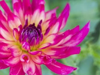 Pink Dahlia | Obraz na stenu