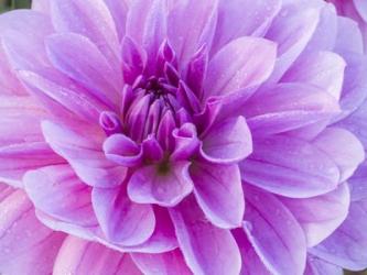 Pretty Pink Dahlia | Obraz na stenu