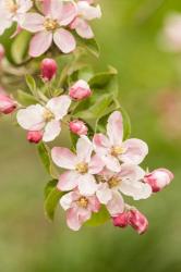 Hood River, Oregon, Close-Up Of Apple Blossoms | Obraz na stenu