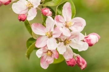 Hood River, Oregon, Apple Blossoms In The Nearby Fruit Loop Area | Obraz na stenu