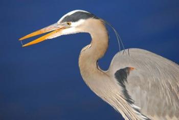 Great Blue Heron bird, Commonwealth Lake Park, Beaverton, Oregon | Obraz na stenu