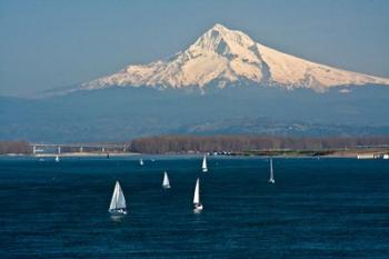 Sailboats On The Columbia River, Oregon | Obraz na stenu