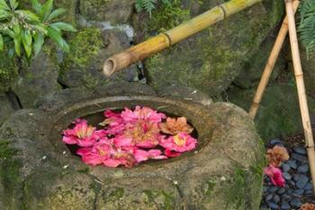 Water Basin Flowers, Portland Japanese Garden, Oregon | Obraz na stenu