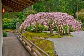 Weeping Cherry Tree, Portland Japanese Garden, Oregon | Obraz na stenu