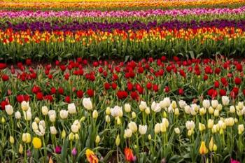 Tulip Field In Bloom | Obraz na stenu