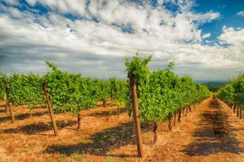 Dundee Hills Vineyard, Oregon | Obraz na stenu