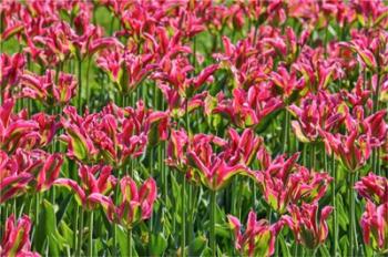 Tulip Garden, Longwood Gardens, Pennsylvania | Obraz na stenu