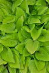 Lime Green Hosta, Chanticleer Garden, Wayne, Pennsylvania | Obraz na stenu