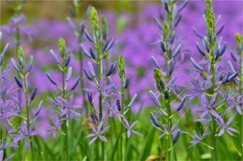 Camas Along Bell's Run Creek, Chanticleer Garden, Pennsylvania | Obraz na stenu