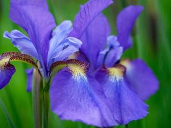 Close-Up Of Purple Iris Flowers Blooming Outdoors | Obraz na stenu