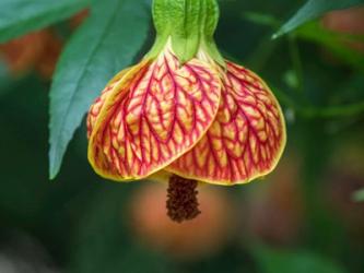 Close-Up Of A Abutilon 'Red Tiger' | Obraz na stenu