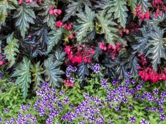 Indoor Garden With A Variety Of Spring Blooming Flowers | Obraz na stenu