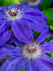 Close-Up Of A Blue Clematis | Obraz na stenu