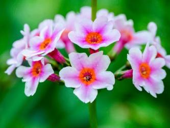 Close-Up Of A Candelabra Primrose | Obraz na stenu