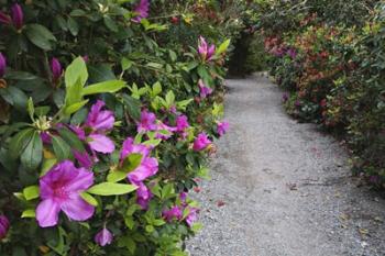 Rhododendron Along Pathway, Magnolia Plantation, Charleston, South Carolina | Obraz na stenu