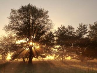 Sunrise Through Fog And Trees At Cades Cove | Obraz na stenu