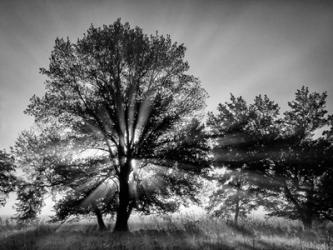 Sunrise Through Fog And Trees At Cades Cove (BW) | Obraz na stenu