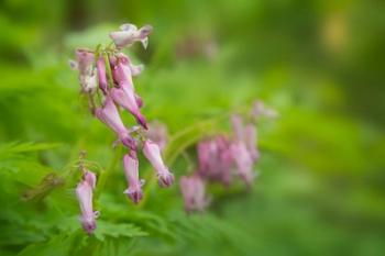 Bleeding Heart Wildflowers In Cades Cove | Obraz na stenu