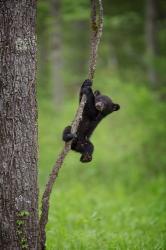 Black Bear Cub Playing On A Tree Limb | Obraz na stenu