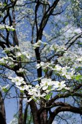 USA, Tennessee, Nashville Flowering dogwood tree at The Hermitage | Obraz na stenu