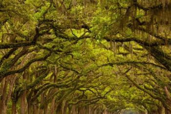 Oaks Covered In Spanish Moss, Savannah, Georgia | Obraz na stenu