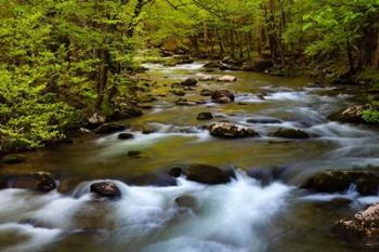 Spring Reflections On The Little River | Obraz na stenu