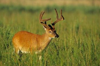 White-Tailed Deer, Tennessee | Obraz na stenu