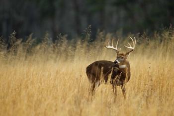 White-Tailed Deer A In Field Of Tennessee | Obraz na stenu