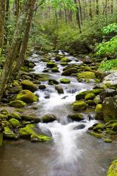 Roaring Fork In Spring, Tennessee | Obraz na stenu