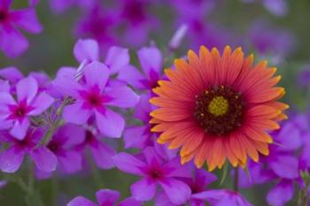 Phlox And Indian Blanket Near Devine Texas | Obraz na stenu