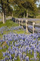 Lone Oak Tree Along Fenceline With Spring Bluebonnets, Texas | Obraz na stenu