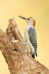 Golden-Fronted Woodpecker Eating A Seed, Linn, Texas | Obraz na stenu