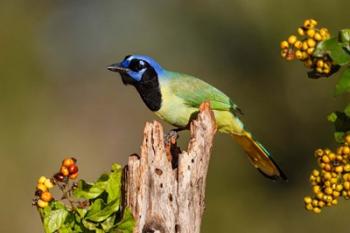 Green Jay Perched | Obraz na stenu