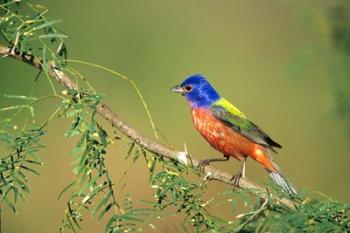 Painted Bunting Perched | Obraz na stenu