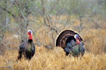 Rio Grande Wild Turkeys | Obraz na stenu