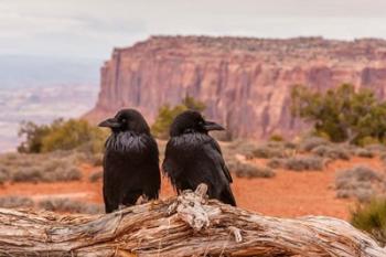 Pair Of Ravens On A Log | Obraz na stenu