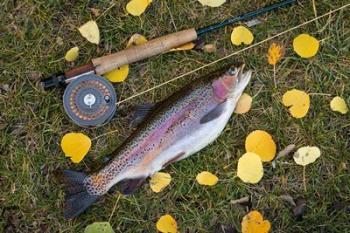 Rainbow Trout And Fly Rod | Obraz na stenu