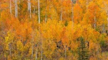 Autumn Forest Landscape Of The Manti-La Sal National Forest, Utah | Obraz na stenu