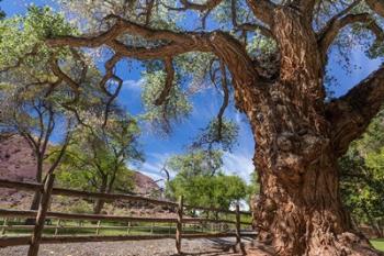 Old Cottonwood Tree And Fence | Obraz na stenu