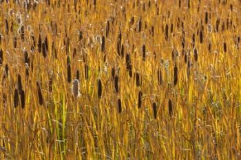 Cattails In Field | Obraz na stenu