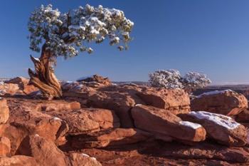 Lone Pine At Dead Horse Point, Canyonlands National Park, Utah | Obraz na stenu