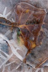 Frozen Aspen Leaf In A Stream | Obraz na stenu