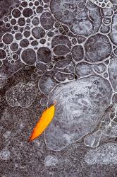 Leaf Frozen Into Ice Bubbles In Mill Creek | Obraz na stenu